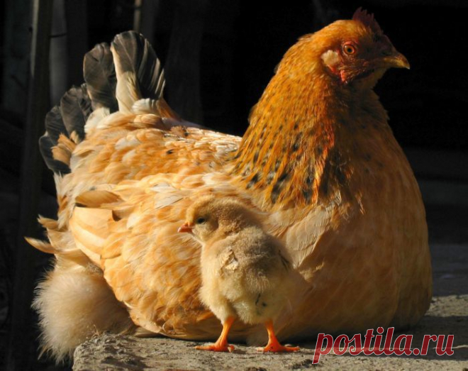 Аборт- это убийство, ко ко ко