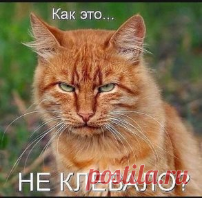 (16) Одноклассники