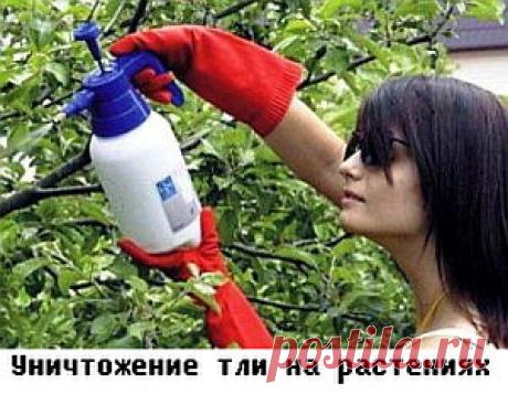 Как бороться с тлей - Мастер