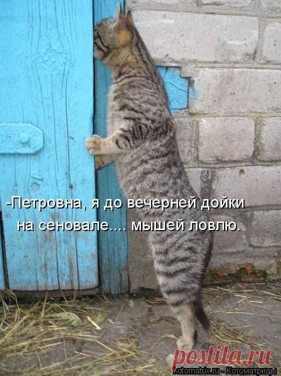 Котоматрицы