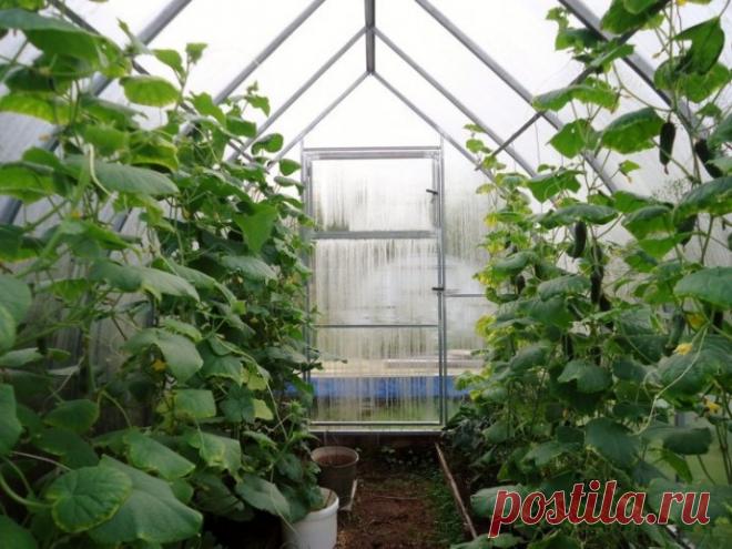 Хитрости ухода за огурцами в теплице 