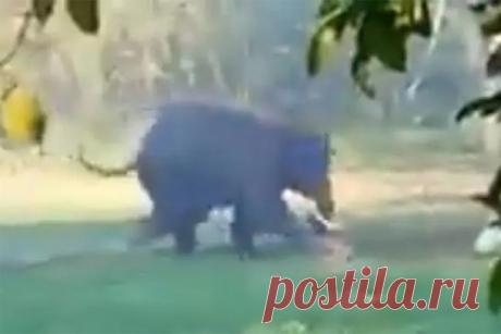 Разъяренный дикий слон набросился на мужчину и попал на видео. В индийском штате Ассам дикий слон забрел на территорию деревни Уанпетла, расположенной неподалеку от городка Тамархат. Один из селян оказался на пути животного на рисовом поле. Как только слон увидел человека, он бросился в атаку. Нападение попало на видео. Пострадавшего с тяжелыми травмами доставили в больницу.