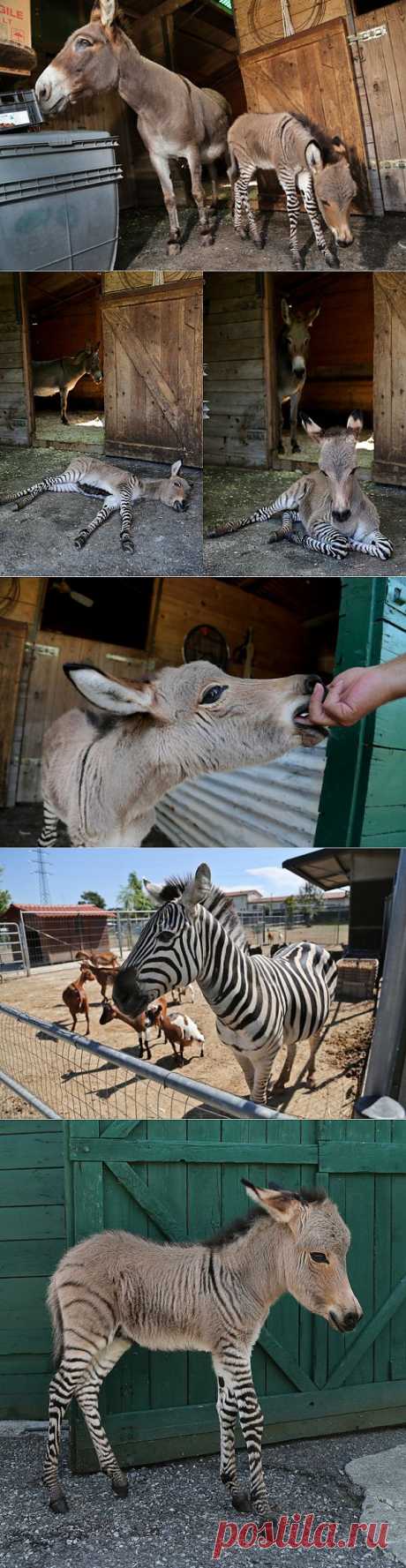 Что получится, если скрестить зебру с ослом? | MirFactov &amp;#8212; всё самое интересное!