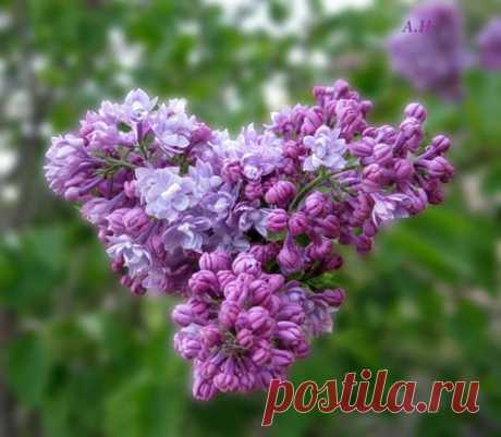 Лиловое нежное чудо
У нас на окошке стоит.
Лиловое нежное чудо
Развесило кудри свои.

И в этой сиреневой власти 
Я чувствую запах хмельной.
Своим пятизвездочным счастьем
Сирень  поделилась со мной.