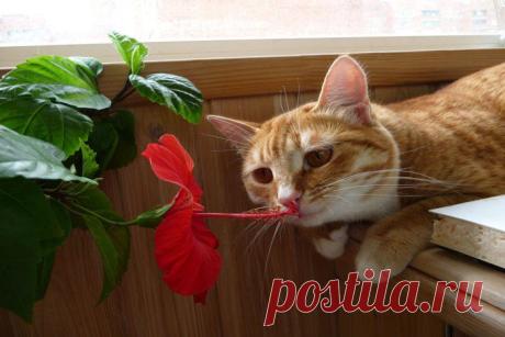 котик