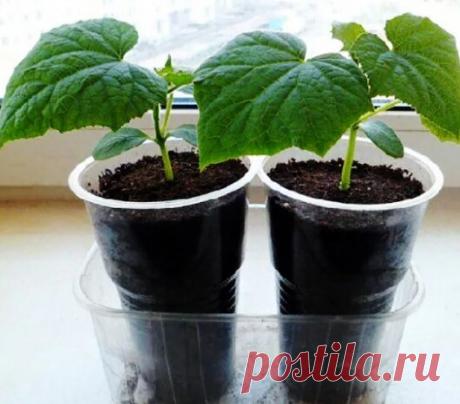 Условия выращивания рассады огурцов