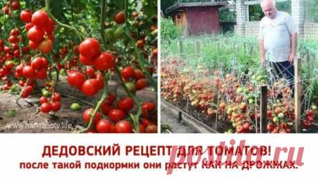 ДЕДОВСКИЙ РЕЦЕПТ ДЛЯ ТОМАТОВ
         ------------------------------------------------------------------------------------
Этот полузабытый дедовский рецепт я выписала из старой газетной подшивки, но опробовать все не было времени. Решилась наконец в прошлом году.
Рецепт очень прост.
В трехлитровую банку заливаю 2,6-2,7 л воды без хлора (отстоянной), добавляю 100 г разведенных теплой водой дрожжей и 0,5 ст. сахара. 
Накрыв марлей, держу банку в тепле, время от времени взбалтывая содержимое. 
Ра