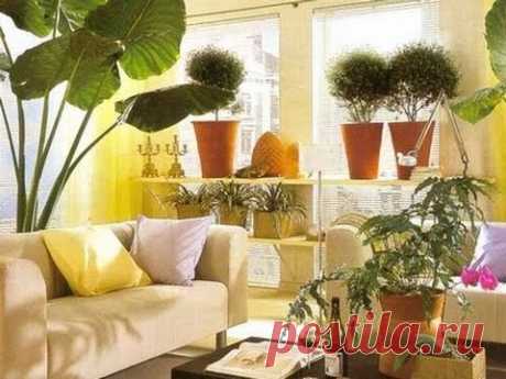 4 САМЫХ ПОЛЕЗНЫХ КОМНАТНЫХ РАСТЕНИЯ. РАСТЕНИЯ ДЛЯ СПАЛЬНИ. #best_plants #38 #oldenburgru - YouTube