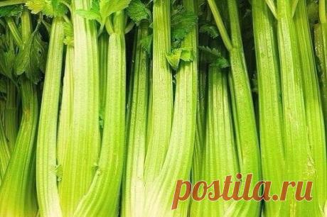 Волшебный суп от хирургов!
Суп из сельдерея для похудения разработали хирурги, для того чтоб перед предстоящей операцией, люди страдающие ожирением могли похудеть. Суп очень эффективный, такая диета не жесткая и позволяет похудеть очень быстро.
 Сельдереевая диета не имеет противопоказаний или каких-либо ограничений, соблюдать диету может каждый. При регулярном употреблении сельдерей оказывает общеукрепляющее, омолаживающие и даже очищающие действие. Сельдерейная диета рассчитана на 1 неделю, в