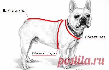 Одежда для французского бульдога: обзор и где купить | «Дай Лапу»