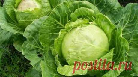 Выбор сорта кочанной капусты
#капуста #огород #сорт