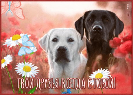 Жизнерадостная открытка твои друзья всегда с тобой