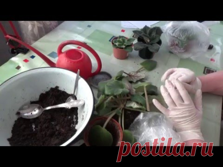 #274.омолаживаю фиалку по-новому,впервые