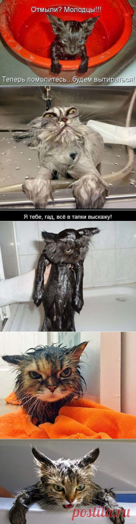 Как купали кота