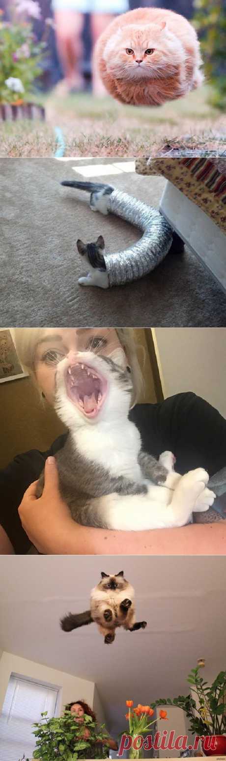 25 фотографий котов, сделанных в самый подходящий момент