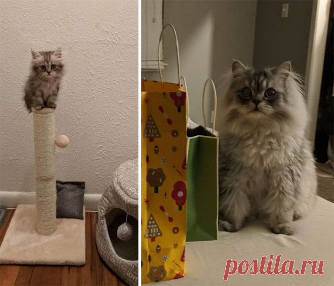 15 невзрачных котят, которые выросли в невероятных красавцев, пусть и немного наглых