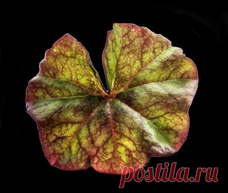 Colorful Leaf