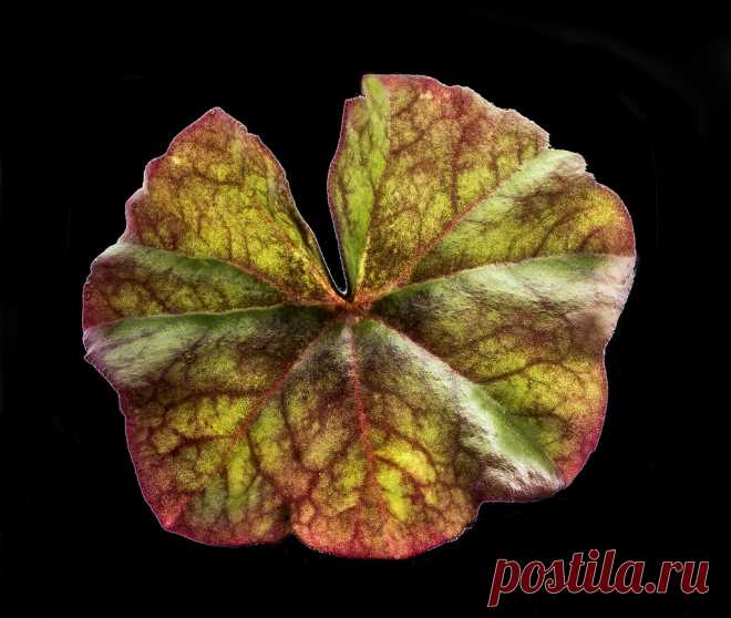 Colorful Leaf