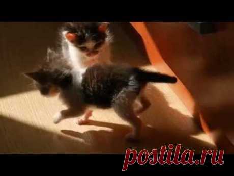 Видео про котят до слёз. Зарядись позитивом! - YouTube