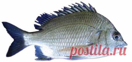 Acanthopagrus berda (Лат.)

Максимальный размер - 70см. Глубина обитания 2- 50 метров. Морские караси придерживаются исключительно зоны материкового шельфа, изредка выходя на его кромку. Это рыбы самых различных размеров — от 10 см до 1,5 и более метров. По способу питания встречаются как типичные растительноядные виды, так и планктофаги и хищники. У всех спаровых половые железы содержат как мужские, так и женские зачатки, однако у большинства видов развивается и функционирует один из них.