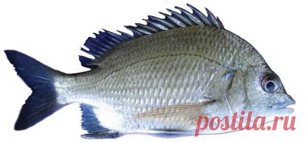 Acanthopagrus berda (Лат.)

Максимальный размер - 70см. Глубина обитания 2- 50 метров. Морские караси придерживаются исключительно зоны материкового шельфа, изредка выходя на его кромку. Это рыбы самых различных размеров — от 10 см до 1,5 и более метров. По способу питания встречаются как типичные растительноядные виды, так и планктофаги и хищники. У всех спаровых половые железы содержат как мужские, так и женские зачатки, однако у большинства видов развивается и функционирует один из них.