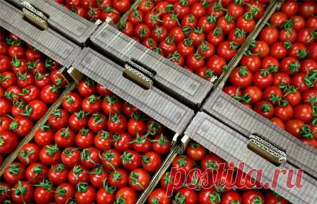 Сотни тонн санкционных продуктов будут уничтожены 6 августа - Интерфакс