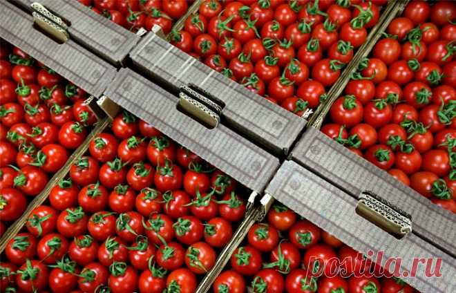 Сотни тонн санкционных продуктов будут уничтожены 6 августа - Интерфакс