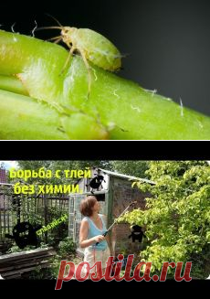 Поиск на Постиле: борьба с тлёй