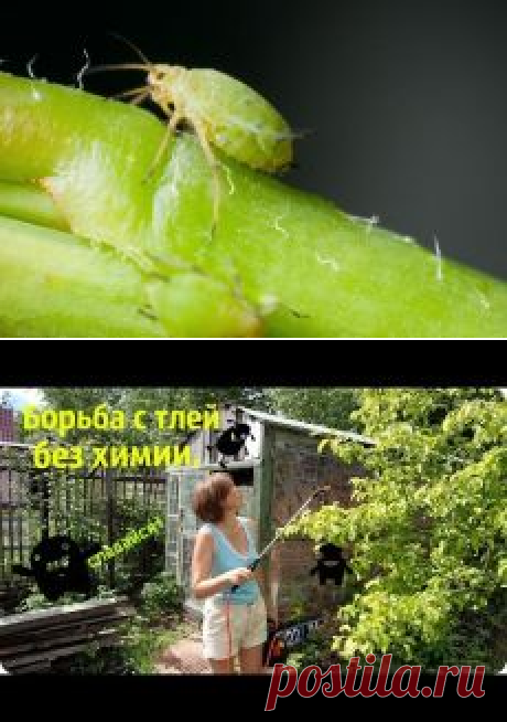 Поиск на Постиле: борьба с тлёй