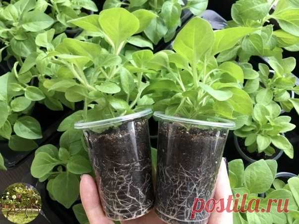 Из одного куста петунии я черенкую десять!

Здравствуйте! Хочу рассказать о том, как я покупаю один понравившийся мне кустик петунии, а получаю из него целых десять. Экономия колоссальная, так как один кустик ампельной петунии стоит 100-150 рублей. Экономлю я при помощи обычного... черенкования.

Петуния легко поддается черенкованию, поэтому я уже давно для себя решила, что тратиться на покупку десяти-двадцати кустиков не буду, а сделаю все по-хитрому. Каждую весну я иду н...