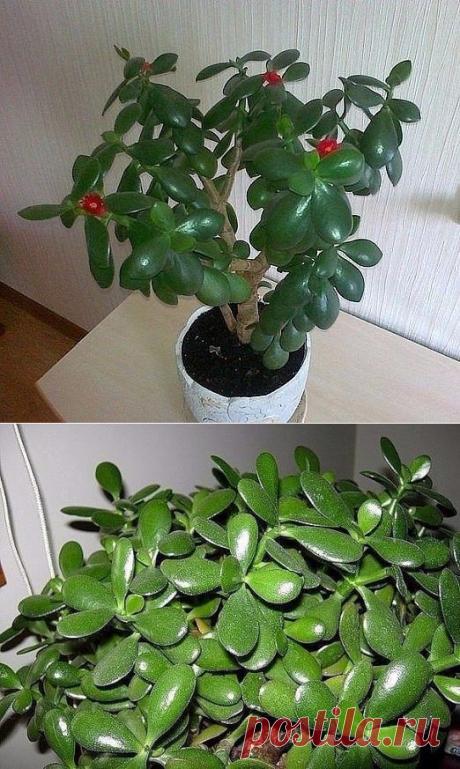 ДЕНЕЖНОЕ ДЕРЕВО