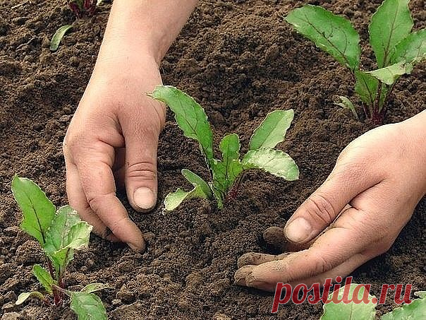РУКИ ПОСЛЕ ОГОРОДА
Сохрани шпаргалку, поделись с одноклассниками!

В дачно-огородный сезон у каждой женщины возникает большая проблема: возня с землей портит наши руки, а не каждый любит работать в перчатках. 

Вот простой совет: взять раствор перекиси водорода 3 % (она продается в любой аптеке) примерно 100 г, добавляем нашатырный спирт 10-20 г, а затем любое моющее средство для мытья посуды или немного порошка.

Все перемешать и опустить руки в раствор. Все трещины, кото...