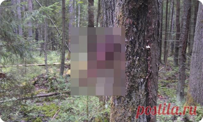 Находки в лесу (11 фото)  Без комментариев


























































































