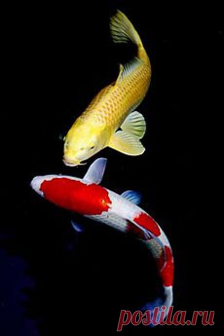 КРАСНЫЕ ВОЛНЫ
Свадебный танец 1