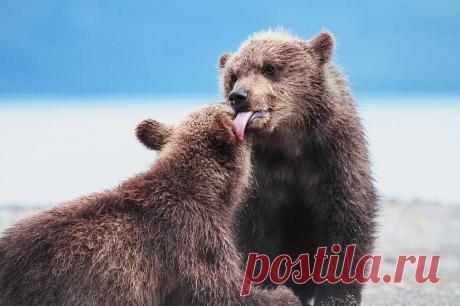 Курильское озеро, Кроноцкий заповедник, Камчатка  |  National Geografic провели очередной фотоконкурс «Дикая природа России 2015». Снимки конкурсантов заставляют заново влюбиться в российскую природу. В каждом кадре – чудо.  |  Маленькие и большие чудеса России в 15 шикарных фотографиях