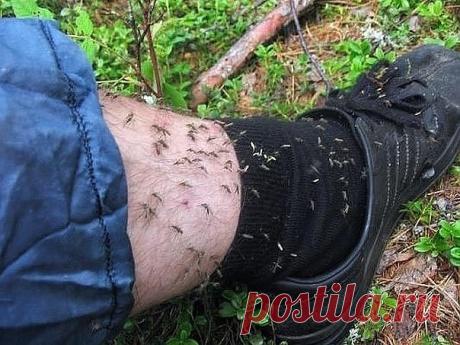 СРЕДСТВО ОТ КОМАРОВ И МОШЕК СВОИМИ РУКАМИ 

Как приготовить эффективное средство от комаров и мошек своими руками? Да очень просто!:) 

Вам понадобится: 

1. Растительное масло 
2. Уксус 9% 
3. Шампунь 

Смешиваем все ингредиенты в равных количествах. В результате у вас должна получиться эмульсия белого цвета. 
У этого простого средства срок годности не ограничен! 

Как пользоваться? Просто нужно намазать все открытые части тела! Теперь об этих насекомых можно забыть и спо...