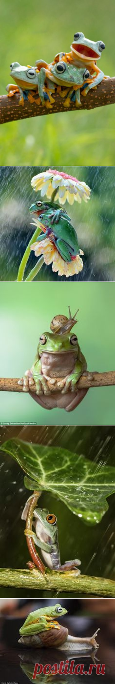 Лягушки, Квакши and Камеры on Pinterest