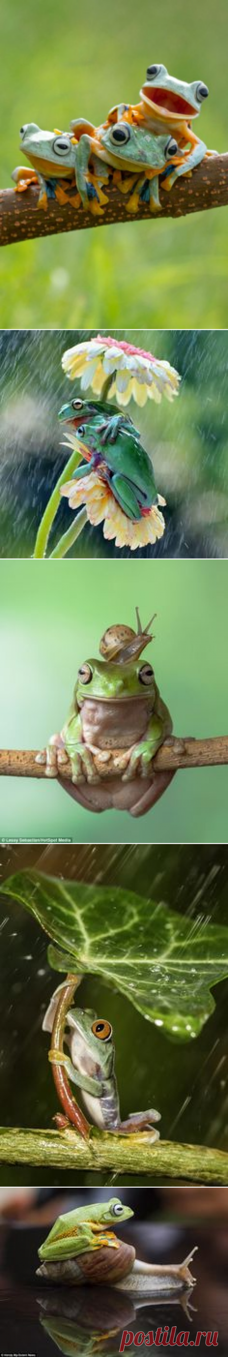 Лягушки, Квакши and Камеры on Pinterest