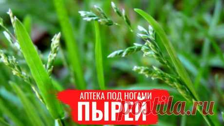 Лечебные свойства пырея
В наши дни труднее, чем когда-либо, есть здоровую и питательную пищу. Большинство продуктов наполнены добавками и пестицидами. Даже фрукты и овощи не застрахованы от этих химических веществ, и это можно увидеть, просто посмотрев на список вредных продуктов. Народная медицина — рецепты, советы, способы, cекреты и народные средства.