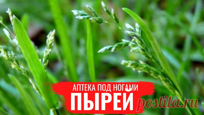 Лечебные свойства пырея
В наши дни труднее, чем когда-либо, есть здоровую и питательную пищу. Большинство продуктов наполнены добавками и пестицидами. Даже фрукты и овощи не застрахованы от этих химических веществ, и это можно увидеть, просто посмотрев на список вредных продуктов. Народная медицина — рецепты, советы, способы, cекреты и народные средства.