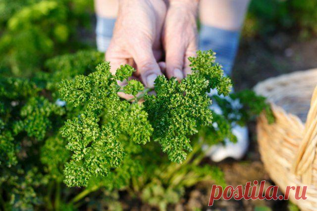 Древесная зола – натуральное удобрение и средство борьбы с вредителями Древесная зола как удобрение используется уже давно. Это вещество богато различными микроэлементами, необходимыми для роста растений. Давайте разберемся, как правильно применять пепел на участке.
Древ...