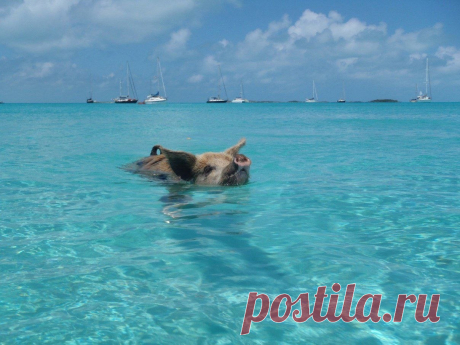 Плавающие свинки острова Биг Мэйджор Кэй - Путешествуем вместе