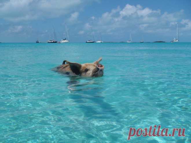 Плавающие свинки острова Биг Мэйджор Кэй - Путешествуем вместе