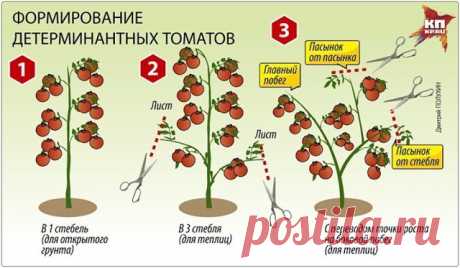 ПОМИДОРНАЯ НАУКА. ВАРИАНТЫ ФОРМИРОВАНИЯ ТОМАТНЫХ КУСТОВ 




Разбираемся с разными вариантами формированиятоматных кустов
Как получить хороший урожай?
Когда читаешь статьи о пасынковании томатов, кажется, что они написаны на китайском языке. Вот, к примеру…