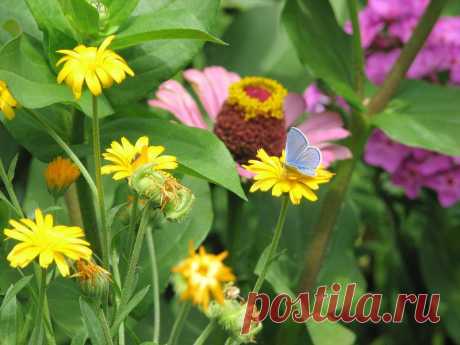 пейзажи природы цветы: 129 тыс изображений найдено в Яндекс.Картинках