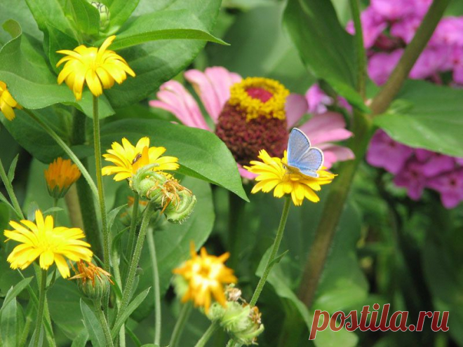 пейзажи природы цветы: 129 тыс изображений найдено в Яндекс.Картинках