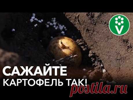 ЧТОБЫ КАРТОШКА УРОДИЛА, САЖАЙТЕ ЕЕ ТАК! Как и когда посадить картофель?