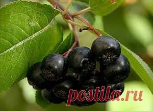 черноплодная рябина рецепты от давления