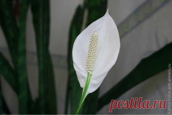 Спатифиллум – подарок и талисман | ВСЁ ДЛЯ ДОМА