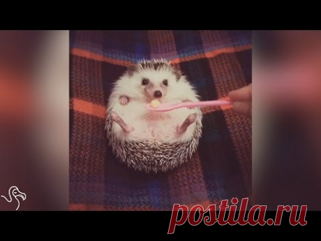 Реакция ёжика на кусочек яблока))) - Vidzo